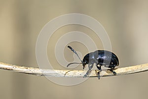 Image of blue milkweed beetleChrysochus pulcher Baly on brown branch on a natural background. Insect. Animal