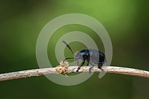 Image of blue milkweed beetleChrysochus pulcher Baly on brown branch on a natural background. Insect. Animal