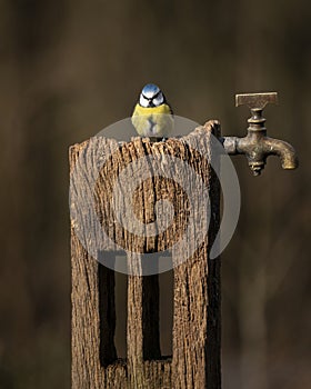 Image of Blue Tit bird Cyanistes Caeruleus on wooden post with rusty water tap in Spring sunshine and rain in garden