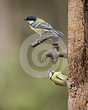 Image of Blue Tit bird Cyanistes Caeruleus on wooden post with rusty water tap in Spring sunshine and rain in garden