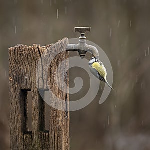 Image of Blue Tit bird Cyanistes Caeruleus on wooden post with rusty water tap in Spring sunshine and rain in garden