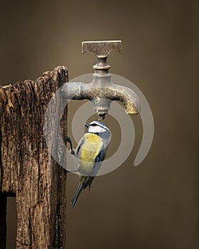 Image of Blue Tit bird Cyanistes Caeruleus on wooden post with rusty water tap in Spring sunshine and rain in garden