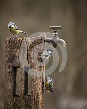 Image of Blue Tit bird Cyanistes Caeruleus on wooden post with rusty water tap in Spring sunshine and rain in garden