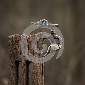 Image of Blue Tit bird Cyanistes Caeruleus on wooden post with rusty water tap in Spring sunshine and rain in garden