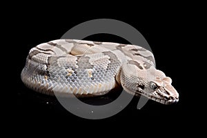 Image of boa snake on black background. Reptile. Wildlife Animals. Illustration. Generative AI