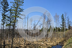 Image of a bog