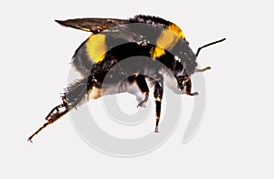 Image of Bombus Latreille, a genus of imenoptera insects of the Apidae family, commonly known as bumblebees. It is the only genus photo