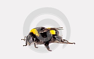 Image of Bombus Latreille, a genus of imenoptera insects of the Apidae family, commonly known as bumblebees. It is the only genus photo
