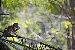 An image of a Bonnet Macaque Monkey eating leaves