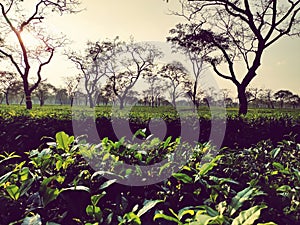 Image of Borboruah Tea Estate at Dibrugarh ,Assam India