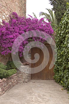 Bougainvillea next to the entrance door