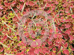 Image of bright red flowers Called Coleus photo