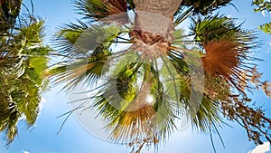 Image of bright sun shining throught palm tree leaves on beach