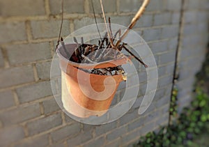 image of broken hanging pot with dried plant inside it