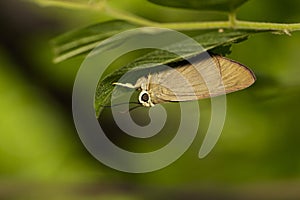 Image of The Brown Awl Butterfly.