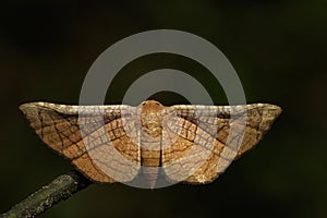 Image of Brown Butterfly Moth Lasiocampidae photo