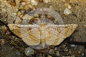 Image of Brown Butterfly Moth Lasiocampidae photo