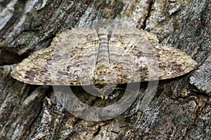 Image of Brown butterflyMoth on tree. Insect.