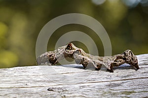 Image of brown caterpillar on brown dry timber.