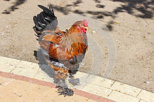 Image of a brown chicken bird walking