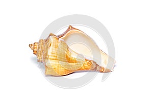 Image of brown conch sea shell on a white background. Undersea Animals. Sea shells