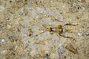 Image of a brown cricket on the ground. Insect