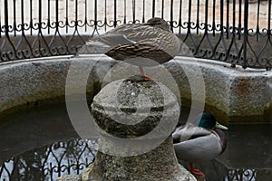 Image of a brown duck on a stone fountain photo