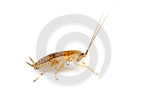 Image of brown forest cockroach on white background. From side view. Insect. Animal