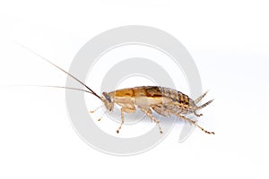 Image of brown forest cockroach on white background. From side view. Insect. Animal