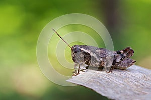 Image of a Brown grasshopper Acrididae on natural background.