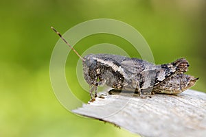 Image of a Brown grasshopper Acrididae on natural background.