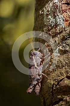 Image of a Brown grasshopper Acrididae on natural background.