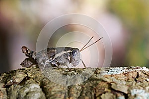 Image of a Brown grasshopper Acrididae on natural background.