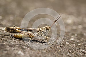 Image of Brown locust on the floor. Insect.
