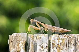 Image of brown mantis on nature background.