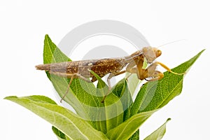 Image of brown mantis on nature background.