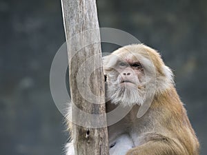 Image of a brown rhesus monkeys.