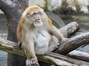 Image of a brown rhesus monkeys.