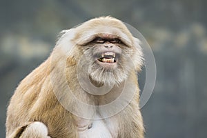 Image of a brown rhesus monkeys.