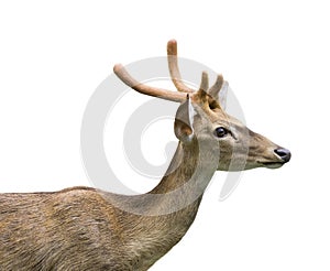 Image of a brown rhesus monkeys.