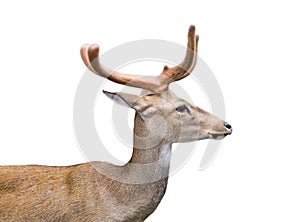 Image of a brown rhesus monkeys.