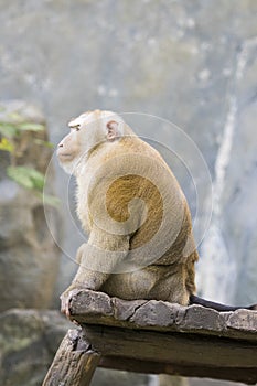 Image of a brown rhesus monkeys.