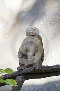 Image of a brown rhesus monkeys.