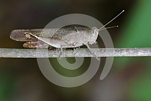 Image of Brown Short-horned Grasshoppers& x28;Acrididae& x29;