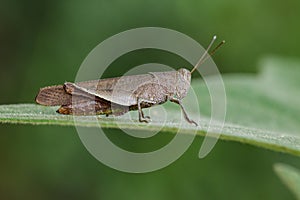 Image of Brown Short-horned Grasshoppers& x28;Acrididae& x29;