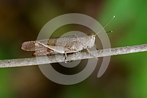 Image of Brown Short-horned Grasshoppers& x28;Acrididae& x29;