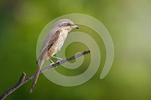 Image of brown shrike Lanius cristatus perched on a branch on nature background. Bird. Animals