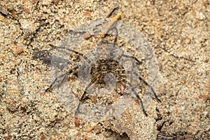 Image of a brown spider on the ground. Insect. Animal