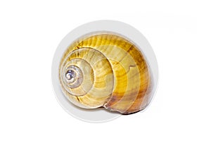 Image of brown spiral sea shell on a white background. Undersea Animals. Sea shells