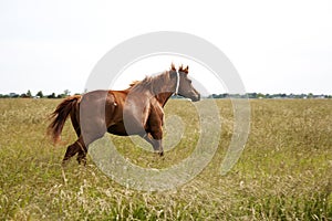 Image of a brown throughbred horse mare running field. Chestnut thoroughbred horses